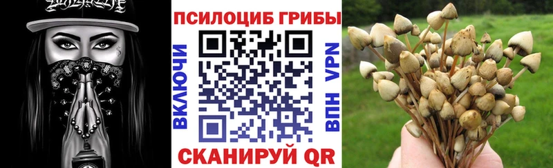 Псилоцибиновые грибы Psilocybine cubensis  Усть-Илимск 